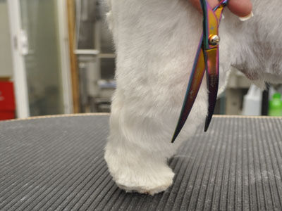 Pet Westie Trim